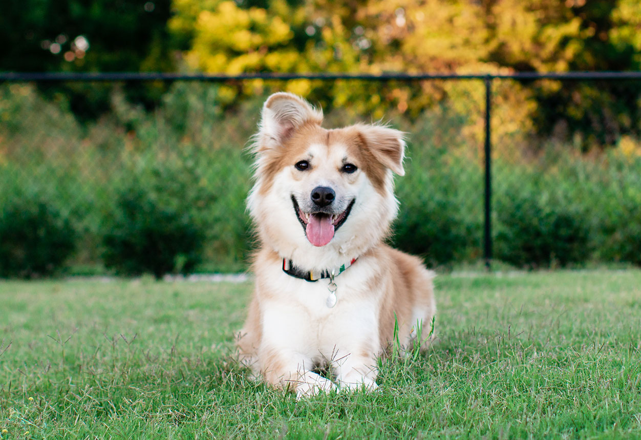 dog-park-etiquette-food-for-dogs