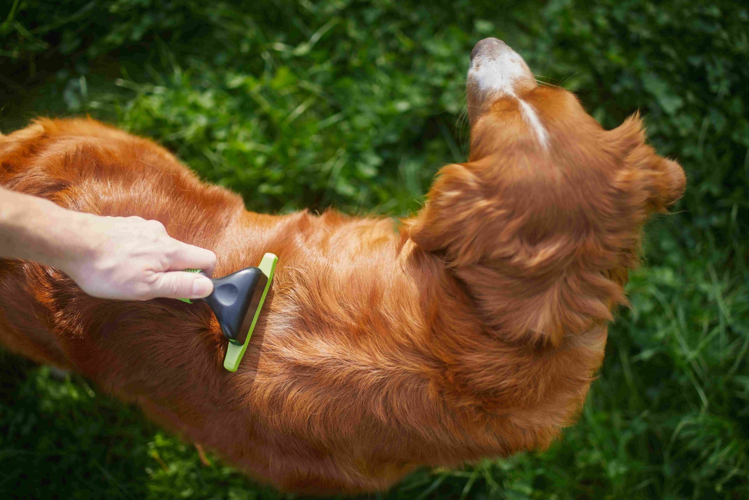 grooming tipd routine for dogs