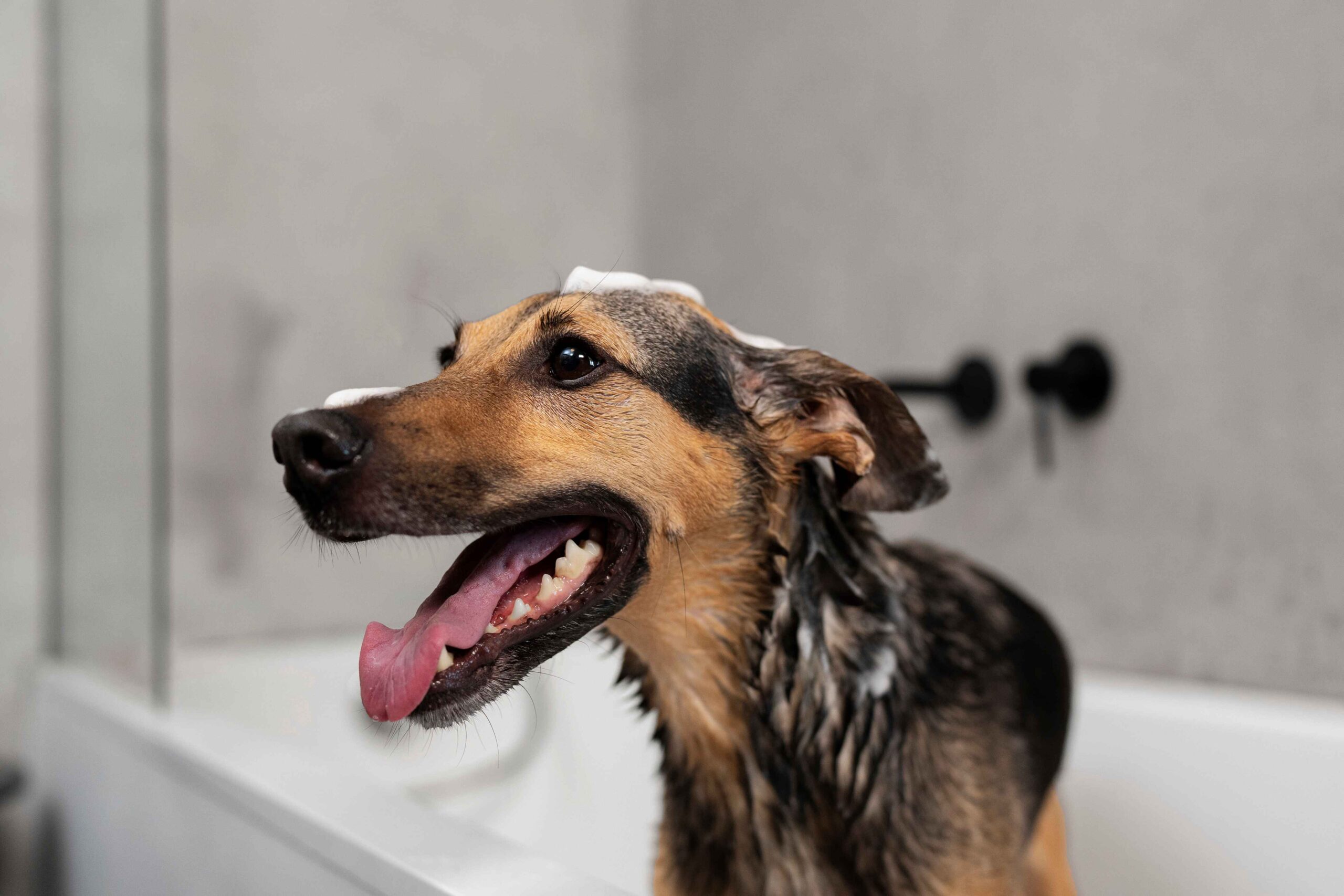 cute dog bathtube