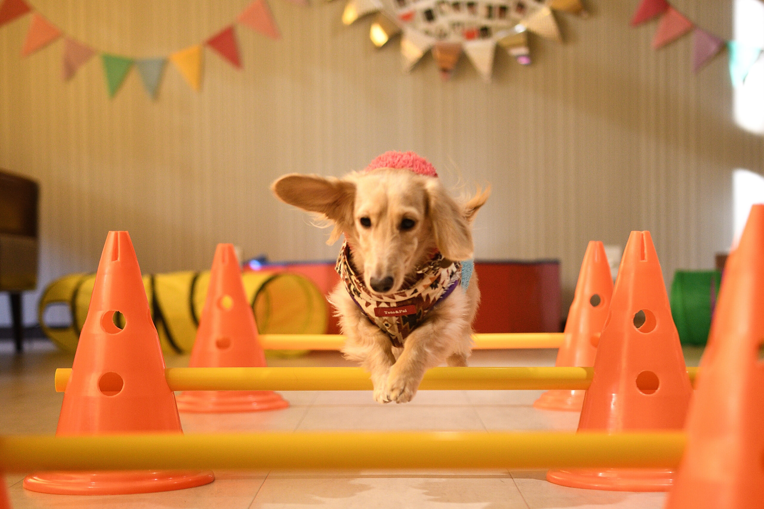 obstacle course dogs